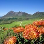 Fynbos Pincussion Protea at Cape Point Vineyards with Atlantic Ocean in background