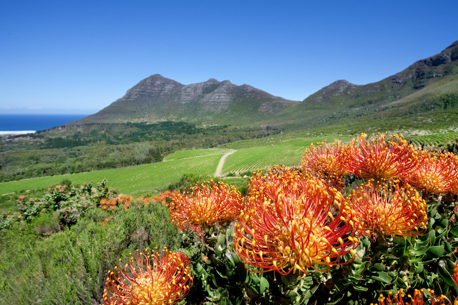 Fynbos Pincussion Protea at Cape Point Vineyards with Atlantic Ocean in background